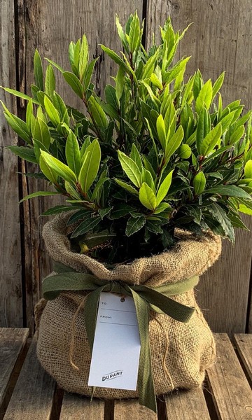 'Lil Ragu' Bay Laurel Holiday Gift